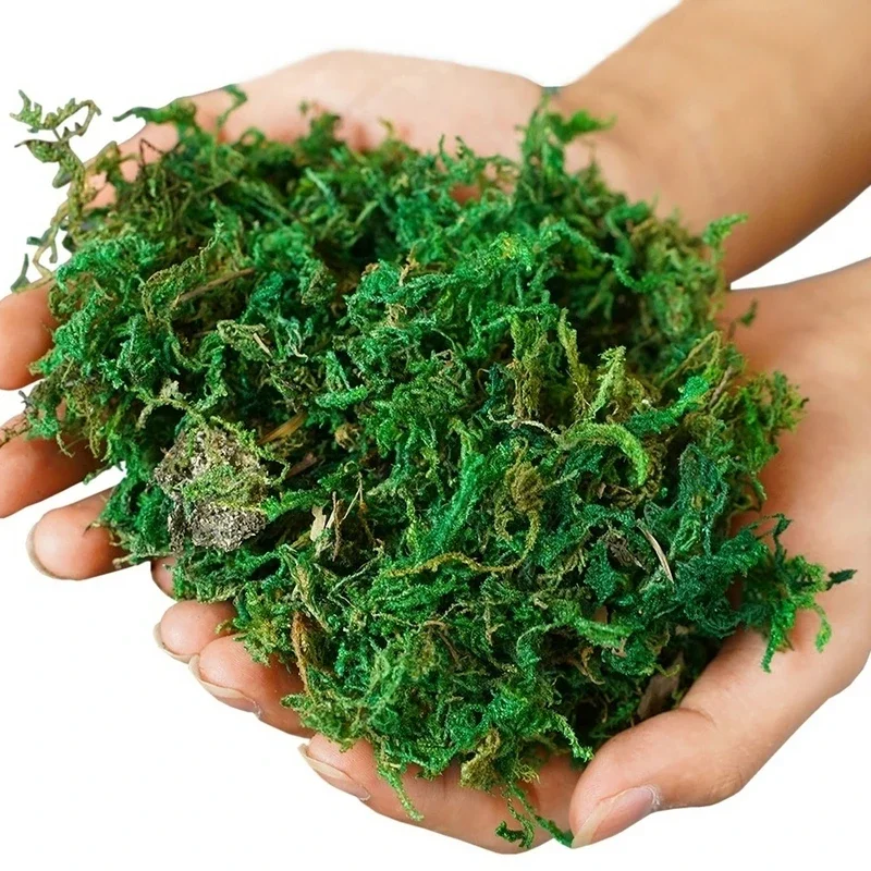 本物の緑の苔の装飾植物、人工芝、絹の花、花瓶、植木鉢装飾用ア - Preserved Moss Sheet のレビューと価格
