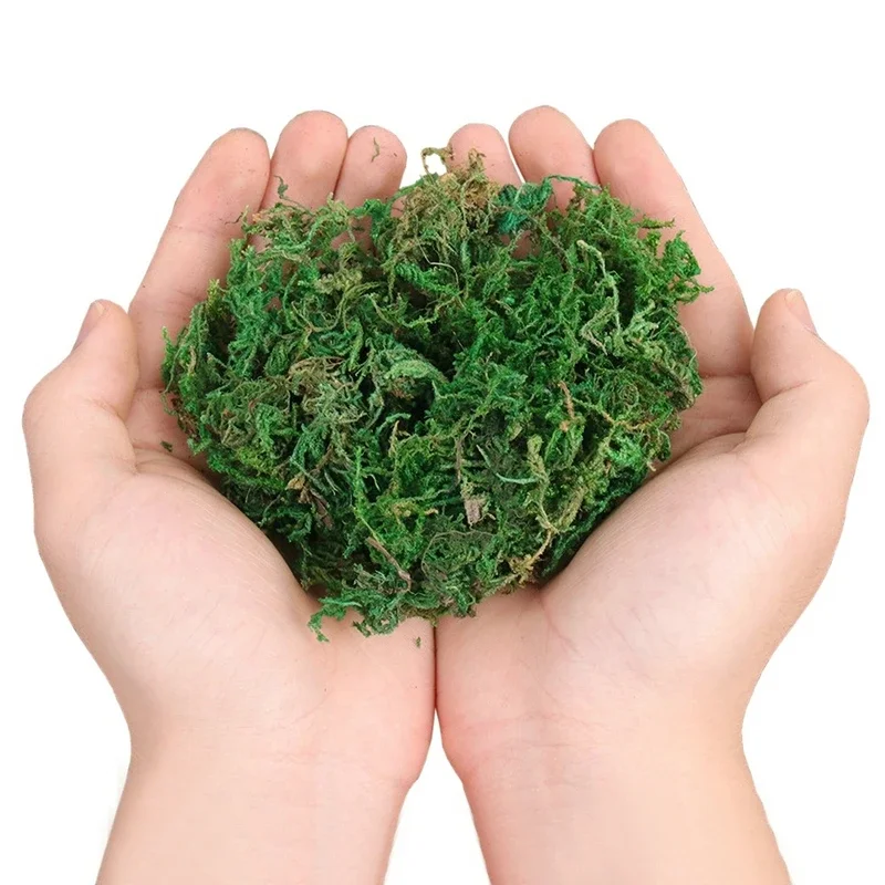 本物の緑の苔の装飾植物、人工芝、絹の花、花瓶、植木鉢装飾用ア - Preserved Moss Sheet のレビューと価格