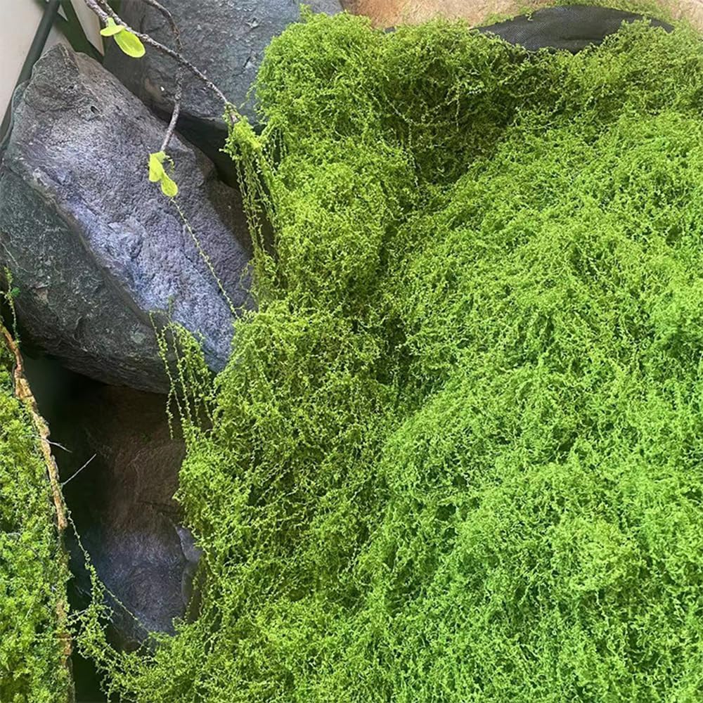 人工保存苔マットグリーン苔シート苔芝生テーブルランナー工芸品 - Preserved Moss Sheet のレビューと価格